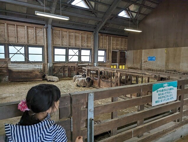 福岡市南区にある「ABURAYAMA FUKUOKA」（旧油山牧場もーもーらんど・油山市民の森）のふれあい家畜舎の入口近くのヒツジ達と女の子の画像